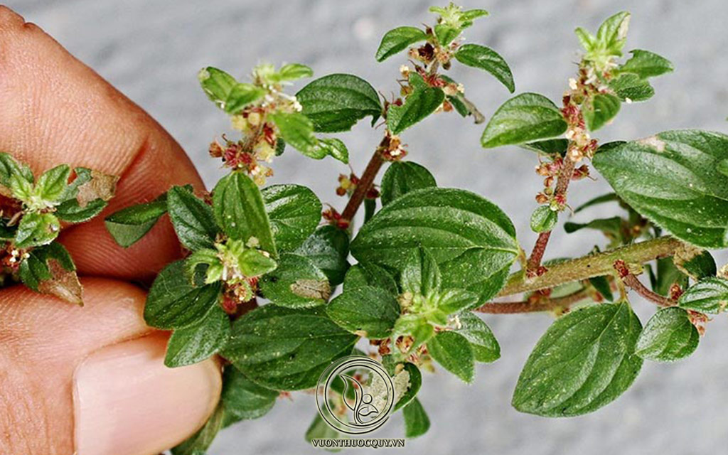 Những Bài Thuốc Quý Từ Cây Bọ Mắm