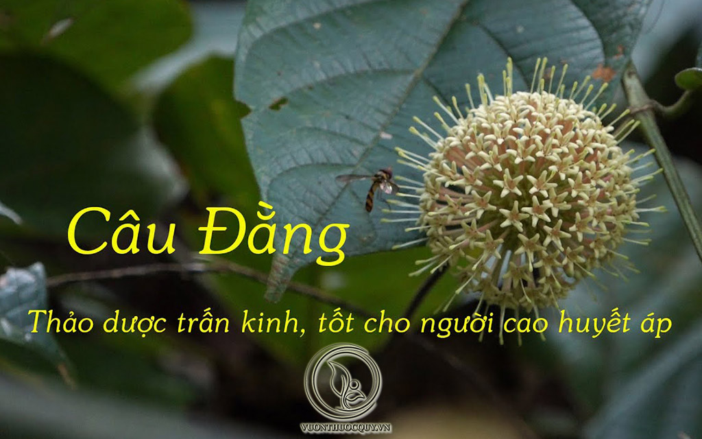 Câu Đằng Giúp Hạ Huyết Áp