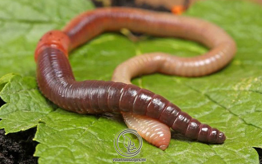 Địa Long Vị Thuốc Hỗ Trợ Thông Mạch