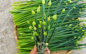 Hạt Hẹ Vị Thuốc Tốt Cho Nam Giới