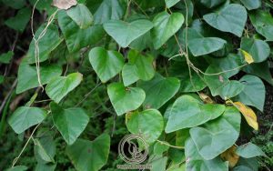 Hình Ảnh Cây Dây Đau Xương