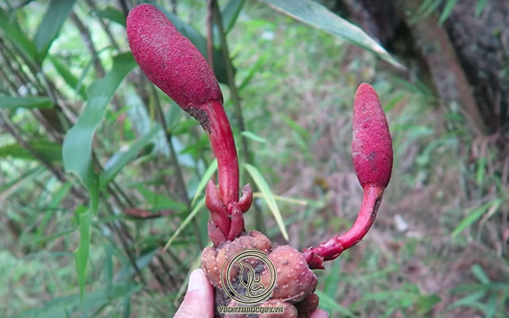Những Cách Dùng Nấm Ngọc Cẩu