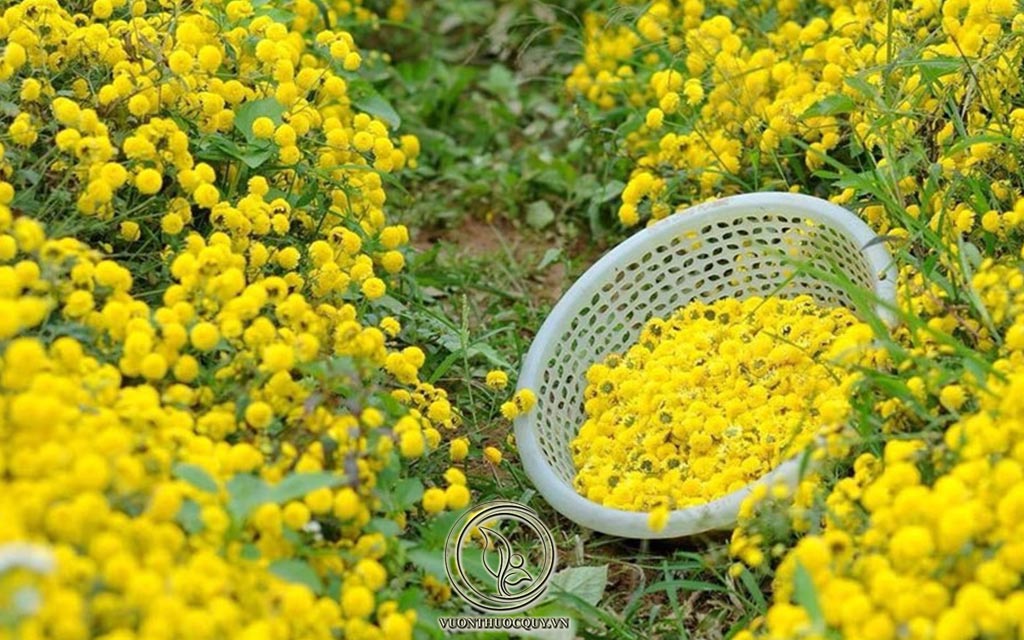 Những Điều Cần Biết Về Cúc Hoa