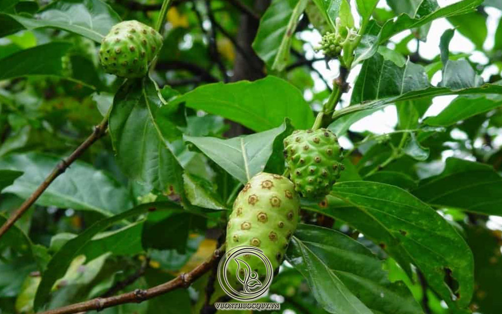 Tác Dụng Của Bột Nhàu Flaffe Noni