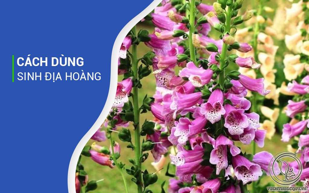 Cách Dùng Sinh Địa Hoàng