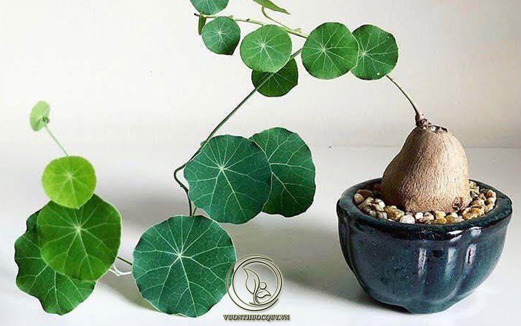 Địa Chỉ Bán Củ Bình Vôi Nguyên Chất