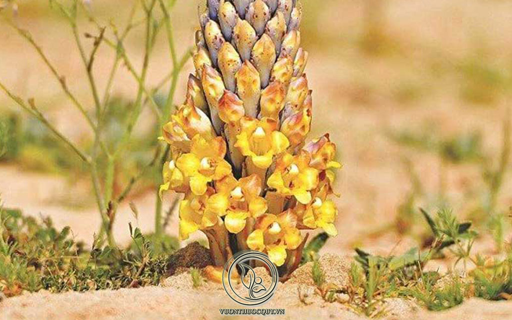 Địa Chỉ Bán Nhục Thung Dung Đen
