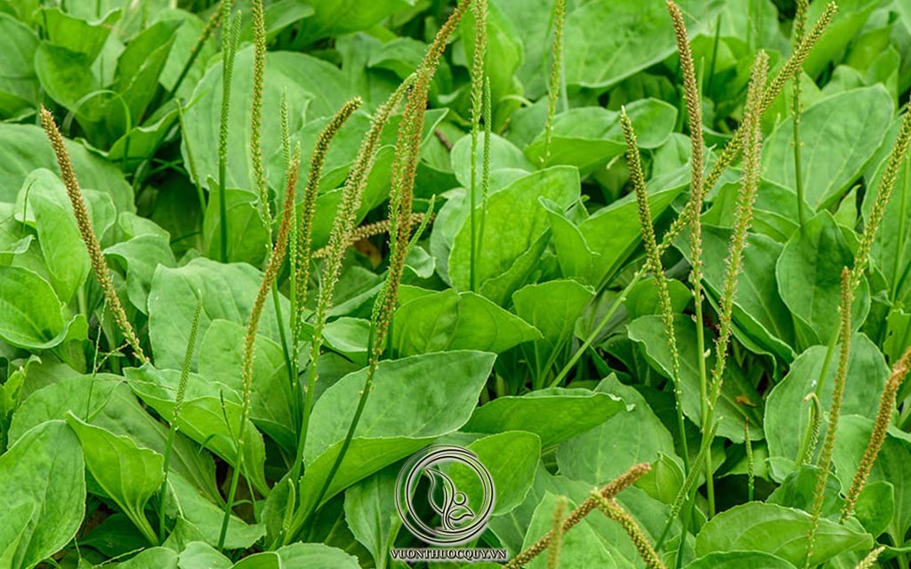 Cách Dùng Cây Mã Đề Chữa Viêm Bàng Quang