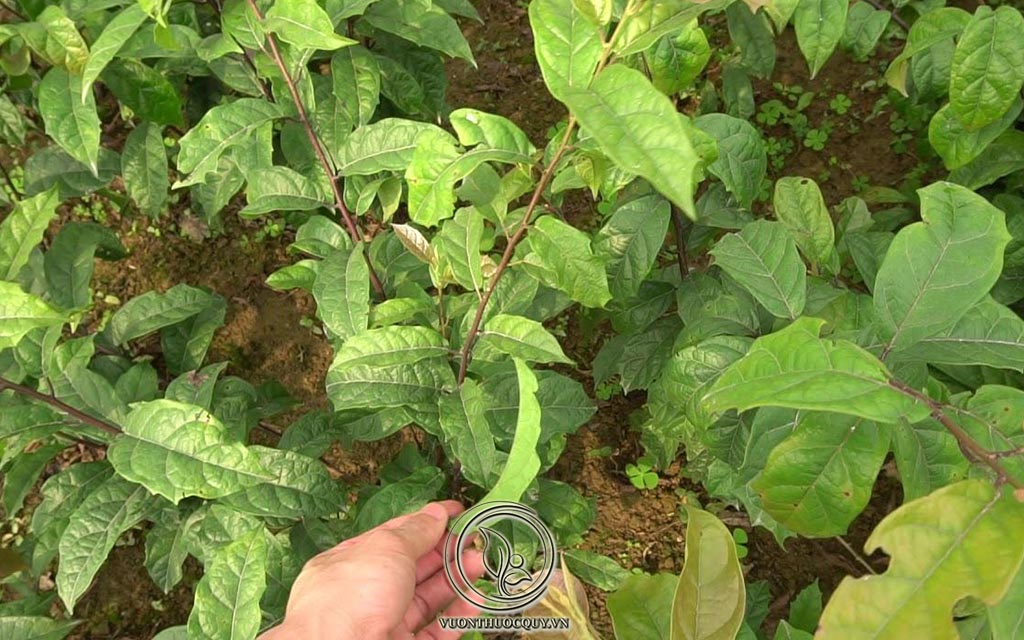 Uống Nước Xạ Đen Có Tốt Không ?