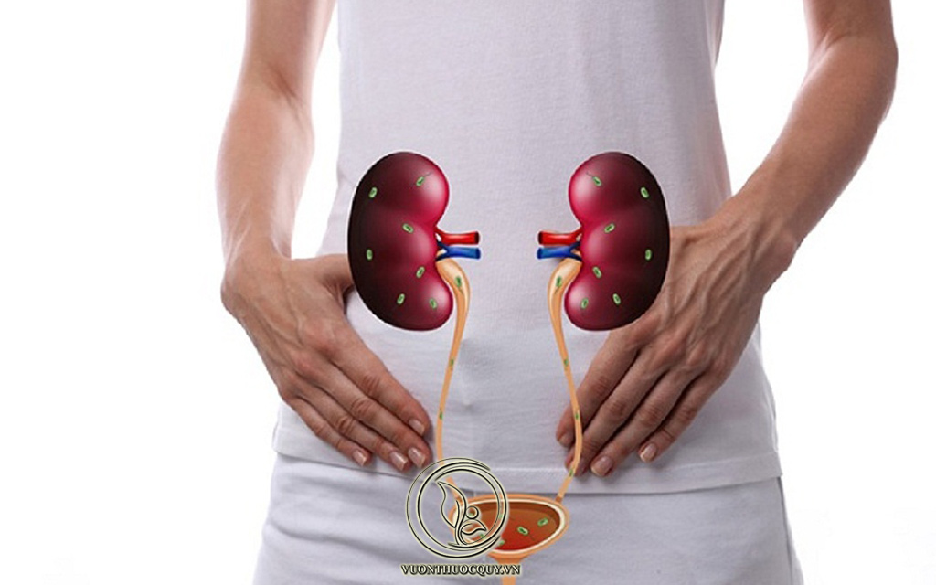 Bệnh Viêm Đường Tiết Niệu Có Nguy Hiểm Không ?