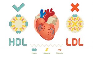 Cholesterol Toàn Phần Là Gì ?