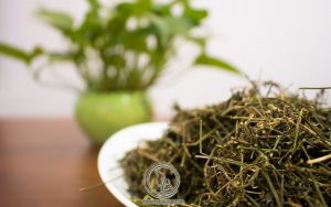 Tác Dụng Hạ Mỡ Máu Của Cây Giảo Cổ Lam