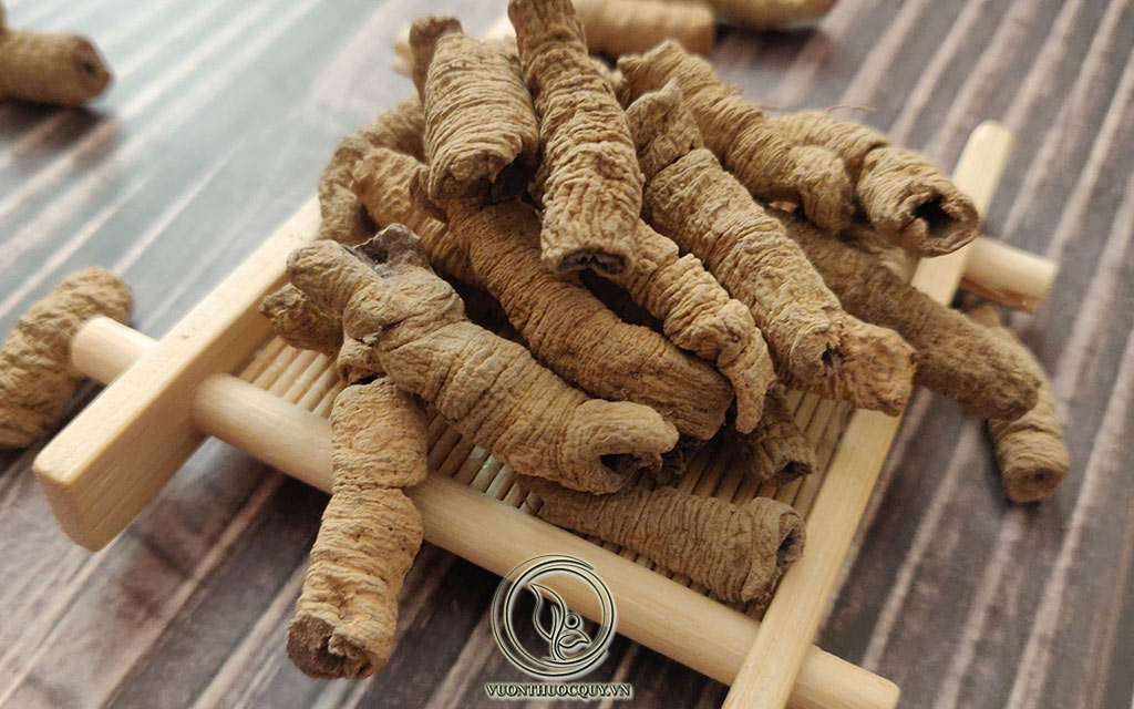 Bài Thuốc Quý Từ Ba Kích Tím