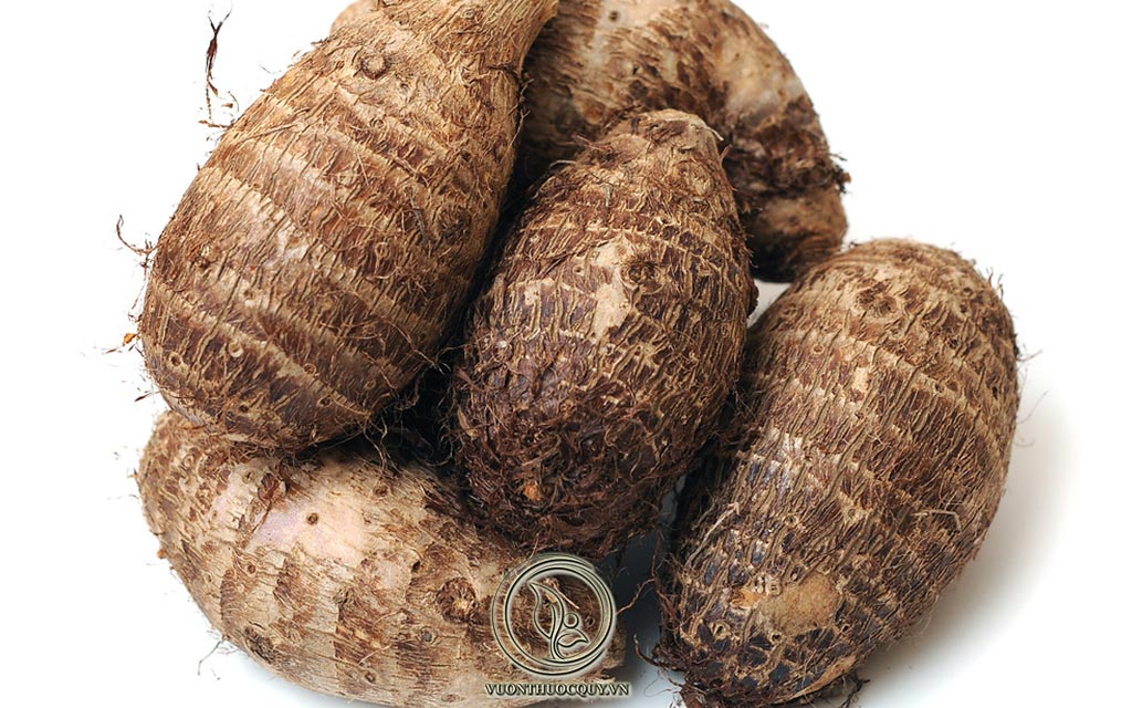 Chữa Tổ Đỉa Bằng Củ Ráy Có Thực Sự Tốt ?