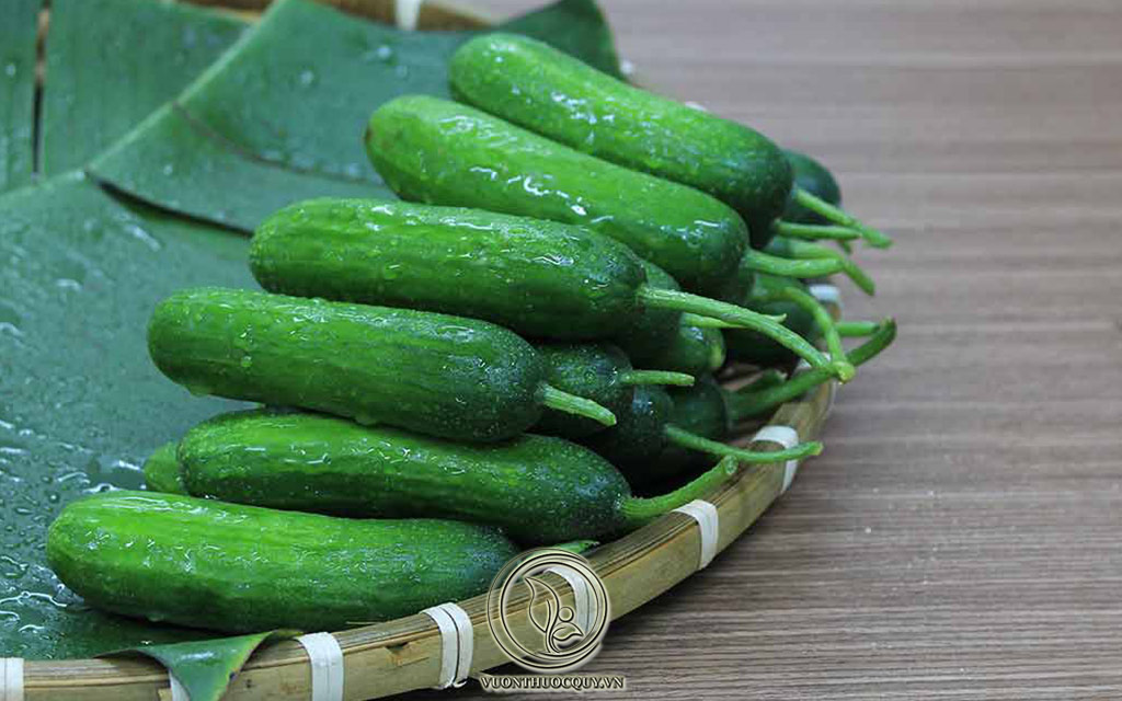 Mẹo Chữa Bệnh Gout Bằng Dưa Chuột