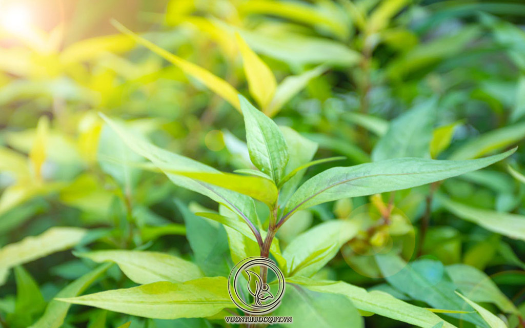 Mẹo Hay Chữa Tổ Đỉa Với Rau Răm