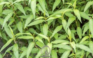 Những Lưu Ý Khi Chữa Bệnh Tổ Đỉa Với Rau Răm