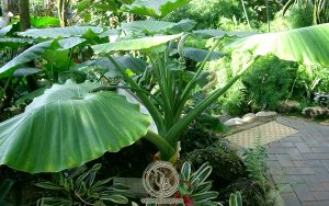 Những Lưu Ý Khi Chữa Tổ Đỉa Bằng Củ Ráy