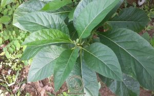 Cách Dùng Cây Mật Gấu Chữa Bệnh