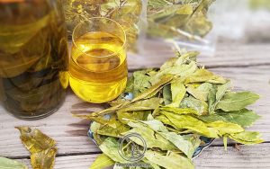 Cách Dùng Chè Dung Chữa Bệnh