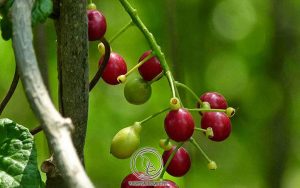 Cách Dùng Dây Đau Xương Chữa Bệnh