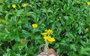 Cách Dùng Lá Sài Đất Chữa Bệnh