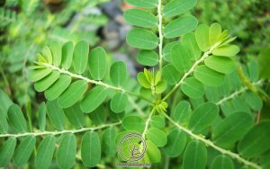 Cách Dùng Diệp Hạ Châu Chữa Bệnh