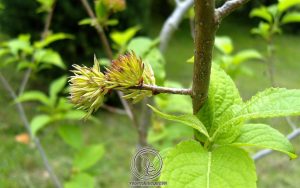 Cách Dùng Đỗ Trọng Chữa Bệnh