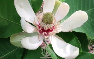Cách Dùng Hậu Phác Chữa Bệnh