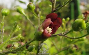 Cách Dùng Huyền Sâm Chữa Bệnh