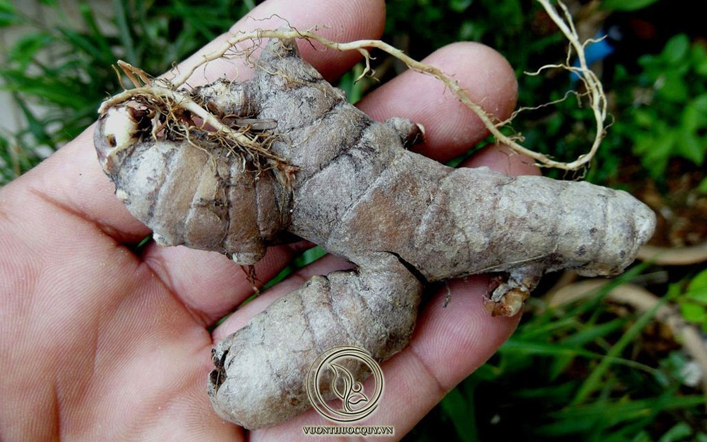 Nghệ Đen Có Tác Dụng Gì ?