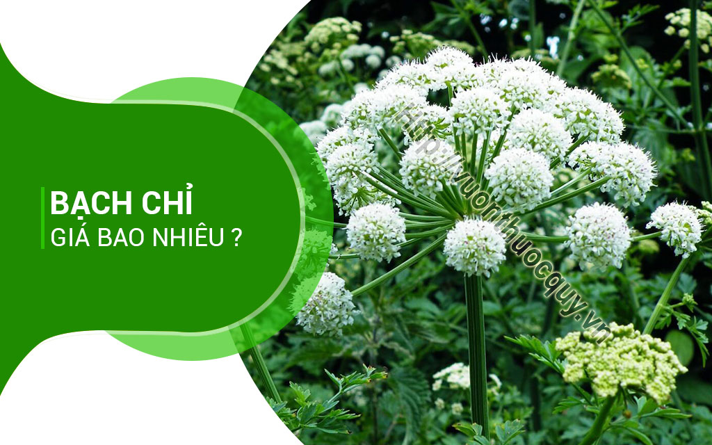 Bạch Chỉ Giá Bao Nhiêu ?