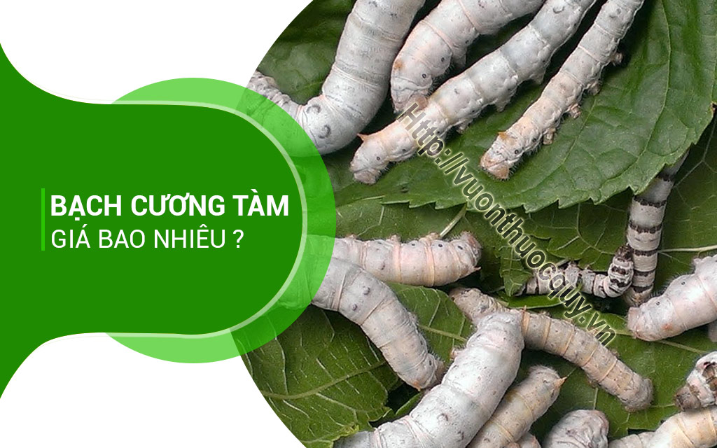Bạch Cương Tàm Giá Bao Nhiêu ?