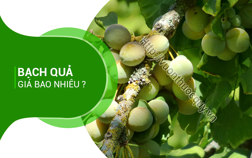 Bạch Quả Giá Bao Nhiêu ?