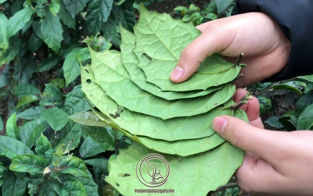 Xạ Đen Có Tác Dụng Gì ?