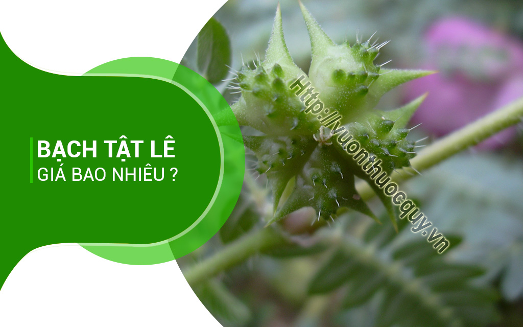 Bạch Tật Lê Giá Bao Nhiêu ?