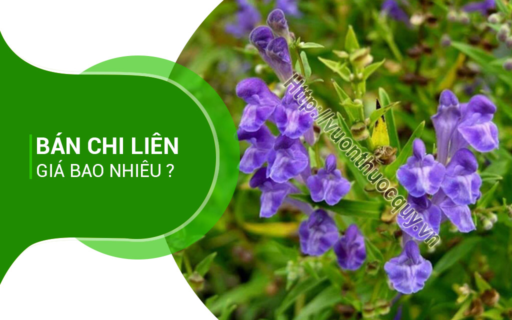 Bán Chi Liên Giá Bao Nhiêu ?