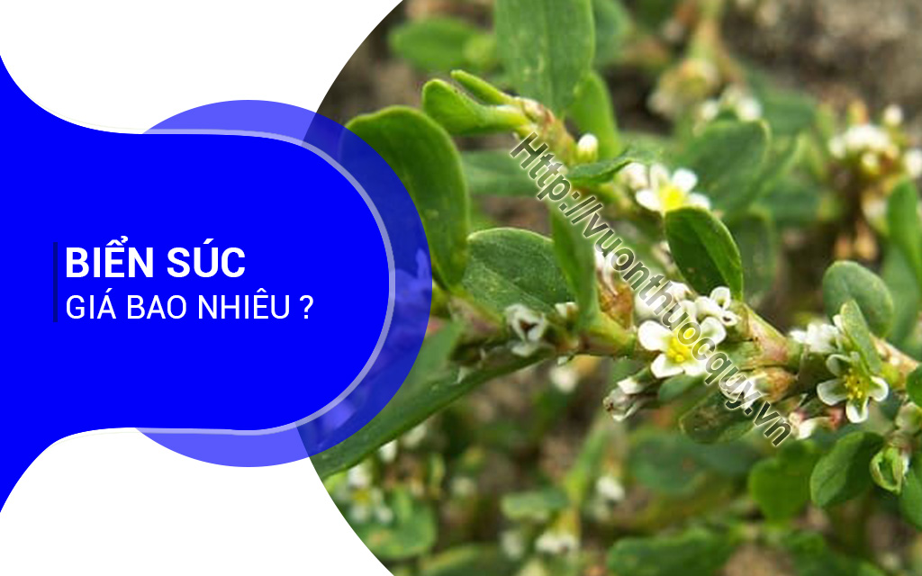 Biển Súc Giá Bao Nhiêu ?