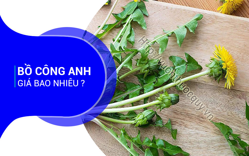 Bồ Công Anh Giá Bao Nhiêu ?