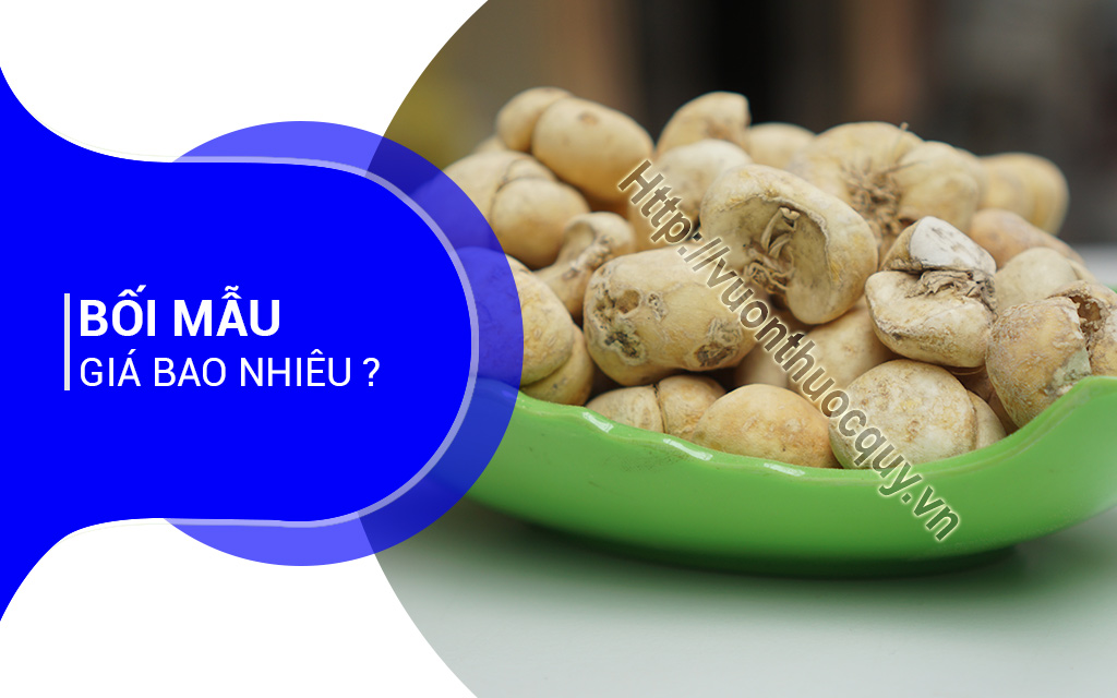 Bối Mẫu Giá Bao Nhiêu ?