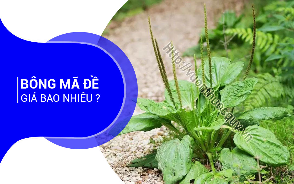 Bông Mã Đề Giá Bao Nhiêu ?