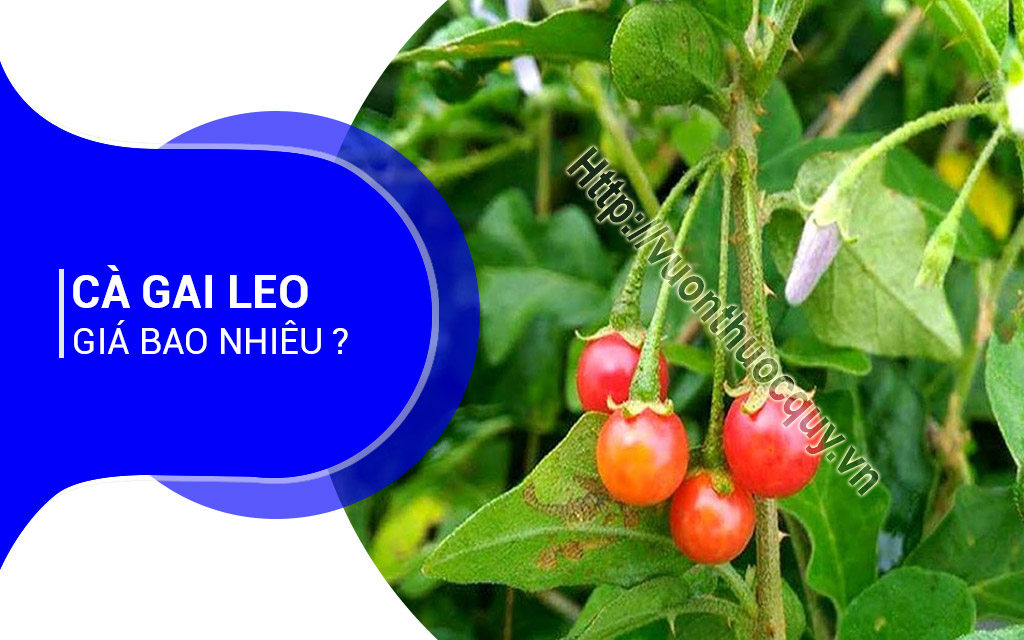Cà Gai Leo Giá Bao Nhiêu ?
