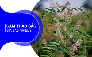 Cam Thảo Bắc Giá Bao Nhiêu ?