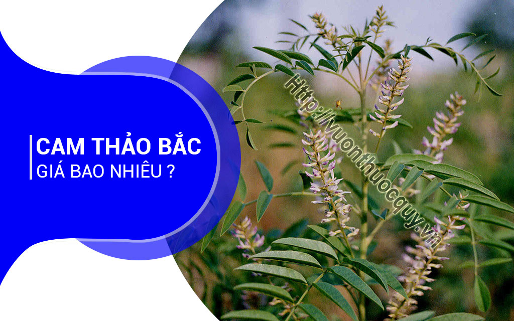 Cam Thảo Bắc Giá Bao Nhiêu ?