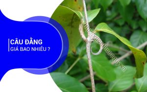 Câu Đằng Giá Bao Nhiêu ?