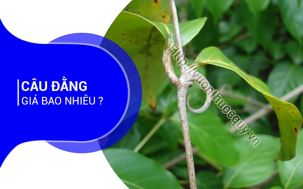 Câu Đằng Giá Bao Nhiêu ?