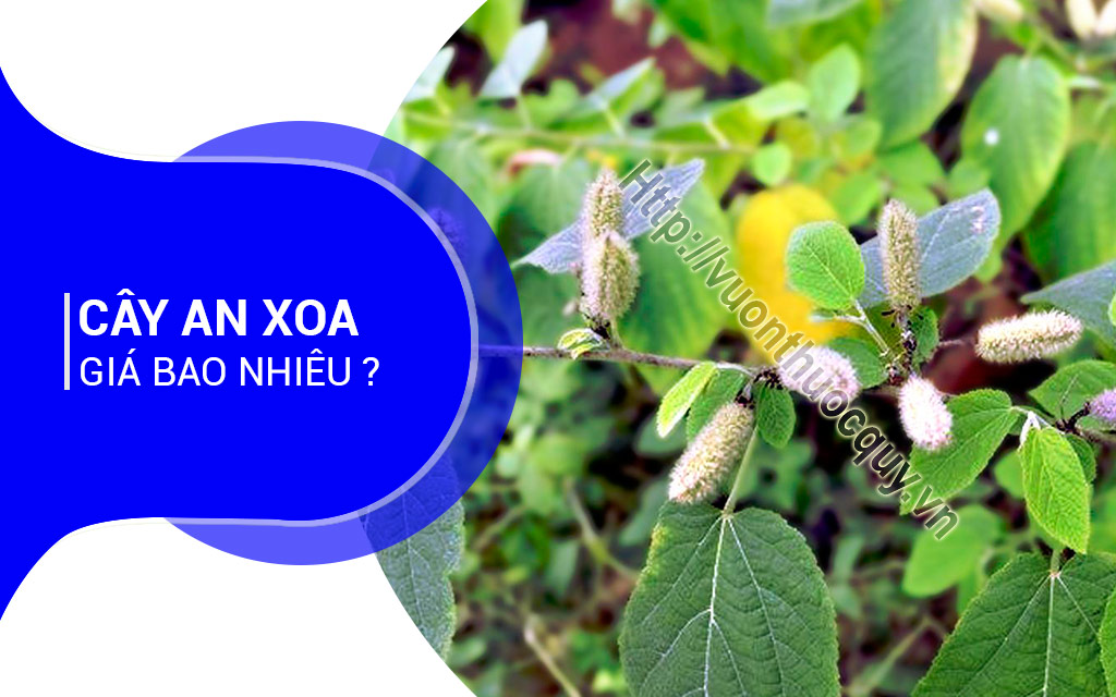 Cây An Xoa Giá Bao Nhiêu ?