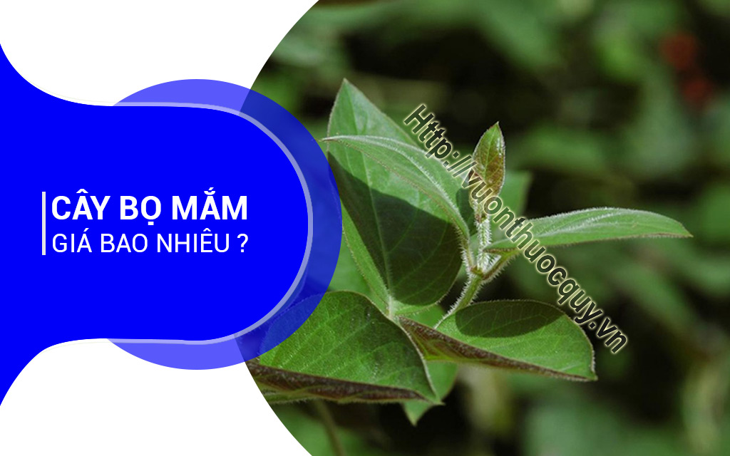 Cây Bọ Mắm Giá Bao Nhiêu ?