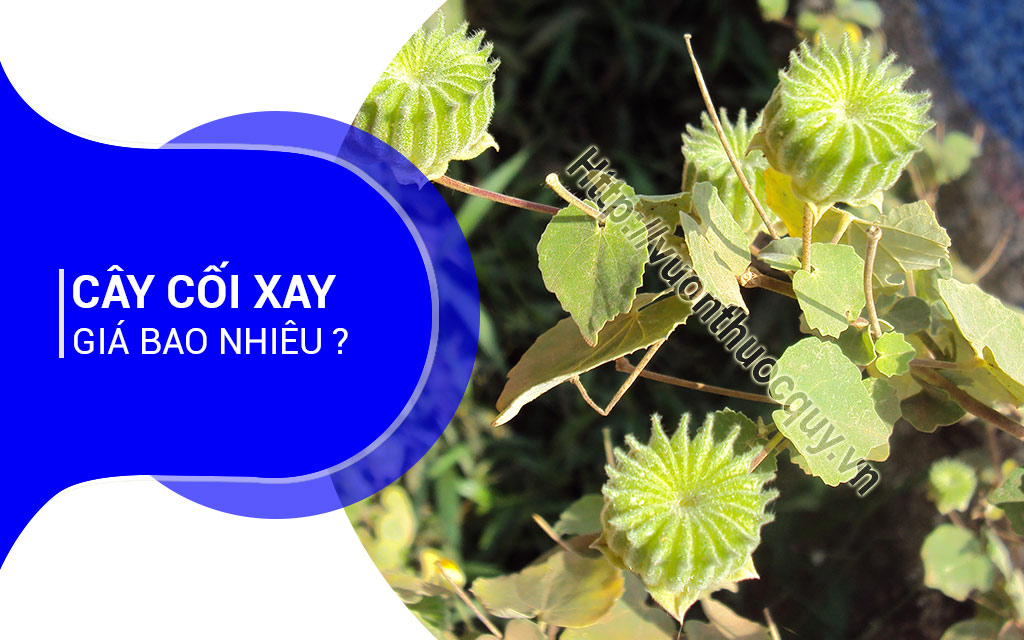 Cây Cối Xay Giá Bao Nhiêu ?