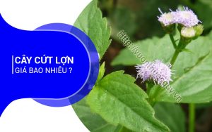 Cây Cứt Lợn Giá Bao Nhiêu ?